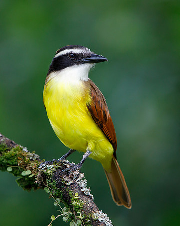 Rusty-margined Flycatcher