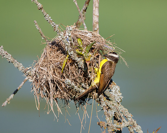 Rusty-margined Flycatcher, at nest