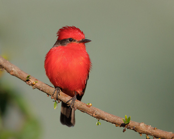 Vermilion Flycatcher