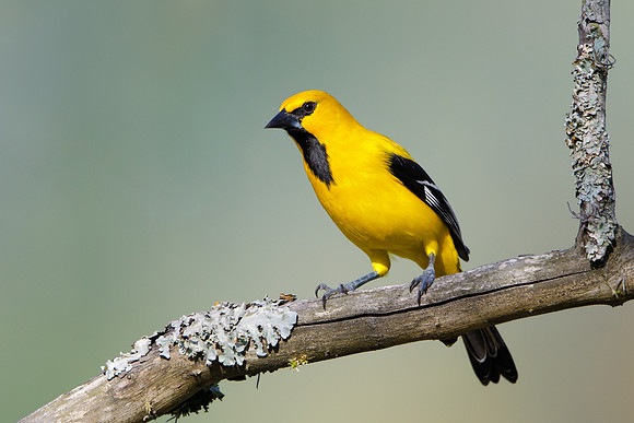 Yellow Oriole