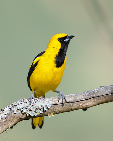 Yellow-tailed Oriole