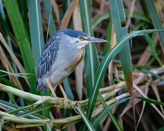 Striated Heron