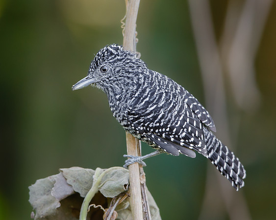 Bar-crested Antshrike
