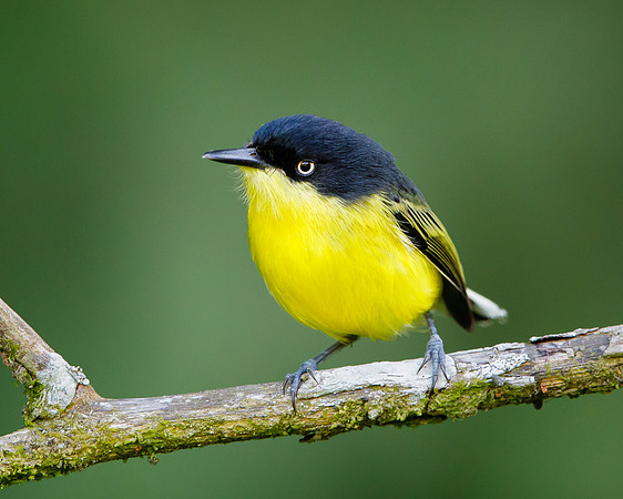 Common Tody-Flycatcher