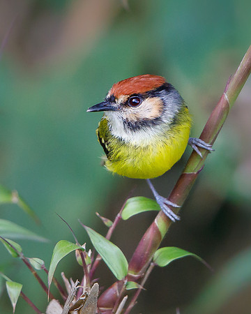 Rufous-crowned Tody-Flycatcher