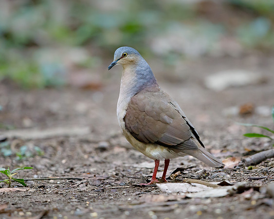 Gray-headed Dove