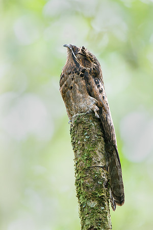 Common Potoo