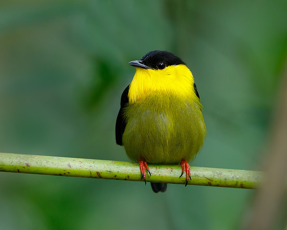 Golden-collared Manakin