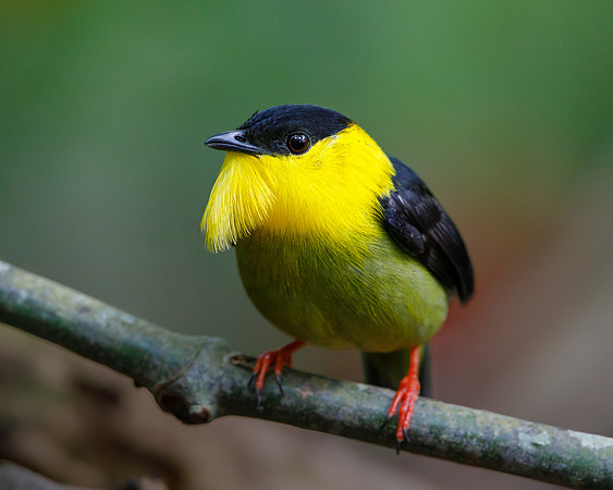 Golden-collared Manakin