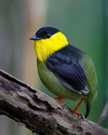 Golden-collared Manakin