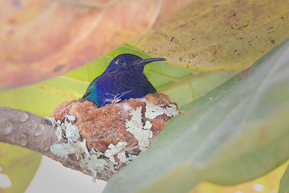 Swallow-tailed Hummingbird, at nest