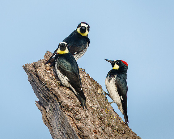 Acorn Woodpeckers