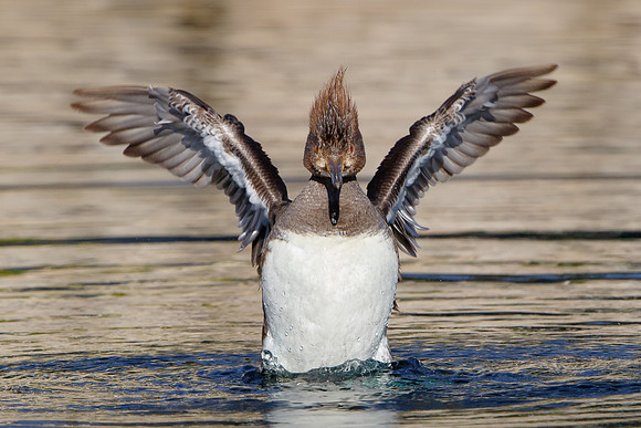 Hooded Merganser