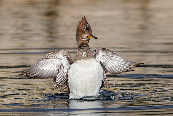 Hooded Merganser