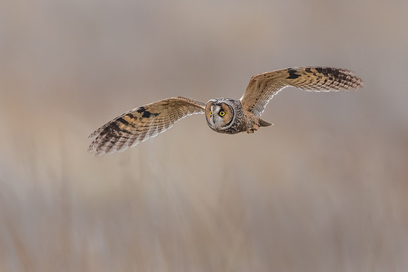 Long-eard Owl