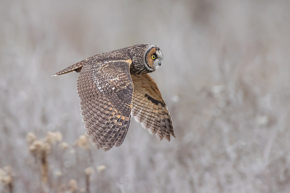 Long-eard Owl