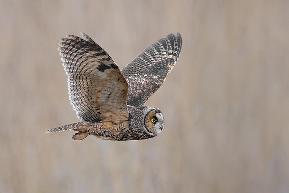 Long-eard Owl
