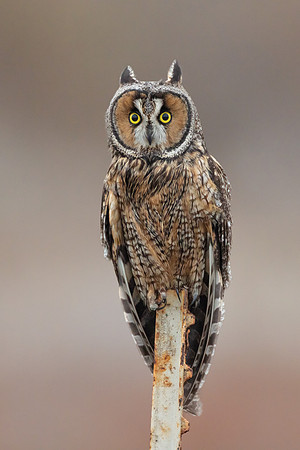 Long-eard Owl
