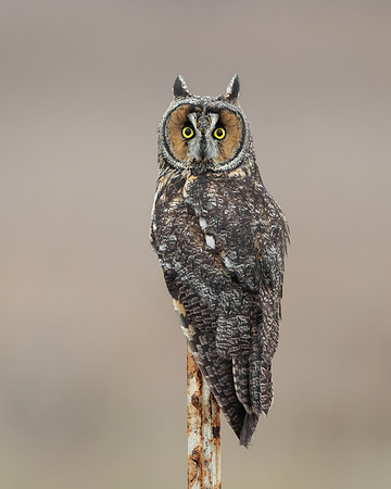 Long-eard Owl