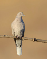 Eurasian Collared Dove