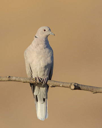 Eurasian Collared Dove