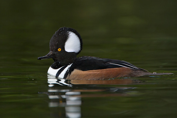 Hooded Merganser, male