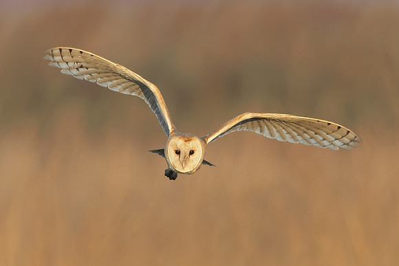 Barn Owl