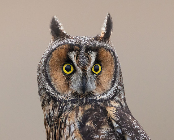 Long-eard Owl