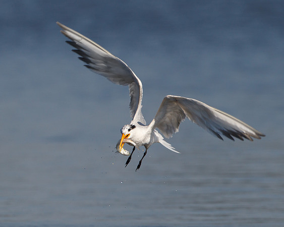 Elegant Tern with fish