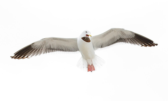 Western Gull