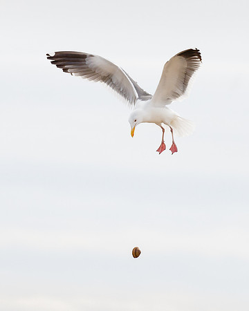 Western Gull