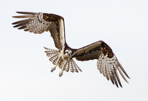 Osprey