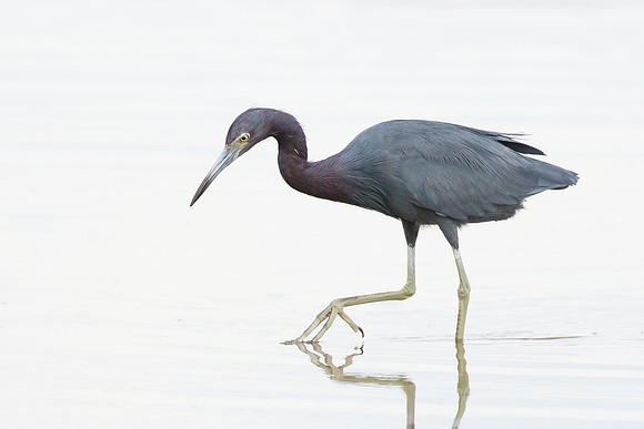Little Blue Heron