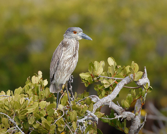 Black-crowned Night Heron (immature)