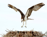 Osprey, landing on nest
