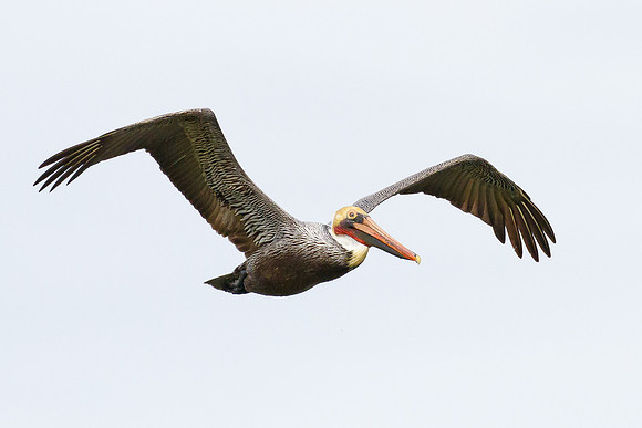 Brown Pelican