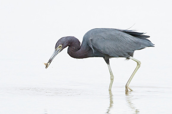 Little Blue Heron