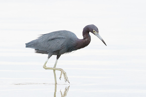 Little Blue Heron