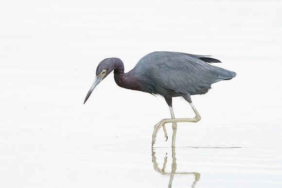 Little Blue Heron