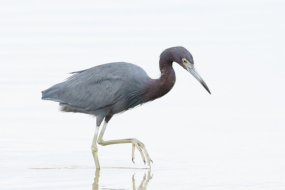 Little Blue Heron