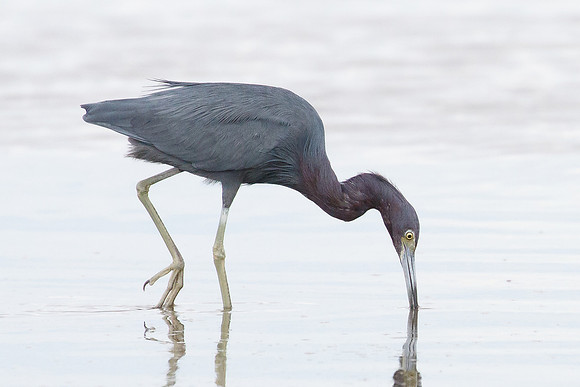 Little Blue Heron