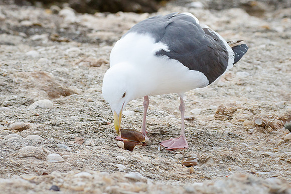 Western Gull