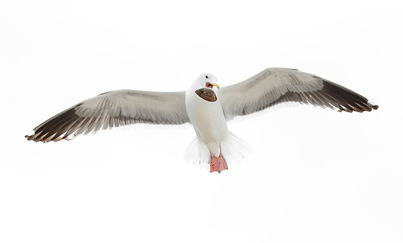 Western Gull