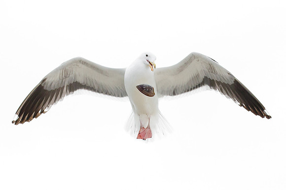 Western Gull