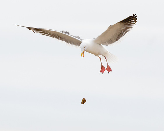 Western Gull