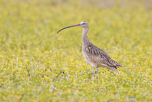 Long-billed Curlew