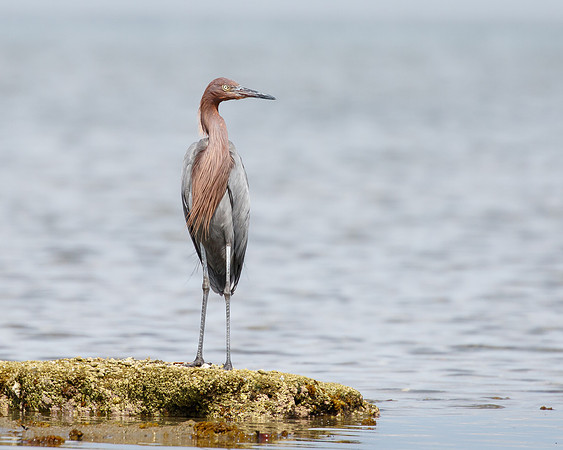 Reddish Egret