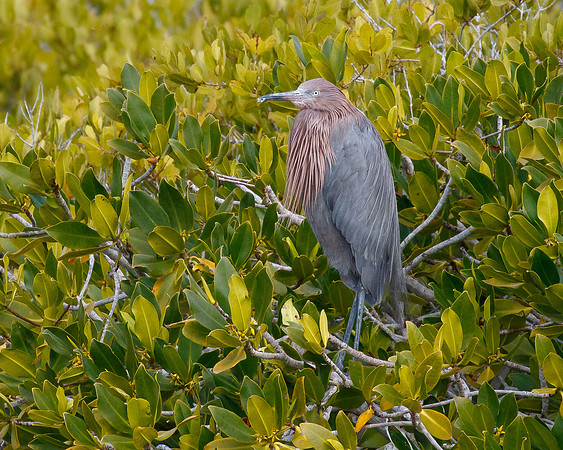 Reddish Egret