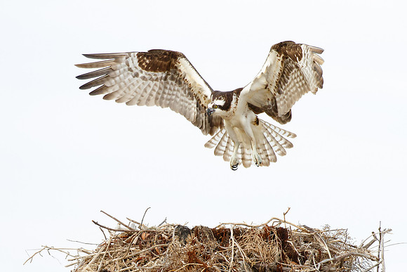 Osprey