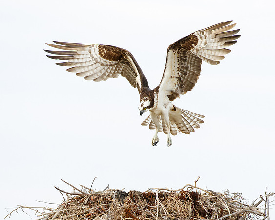 Osprey